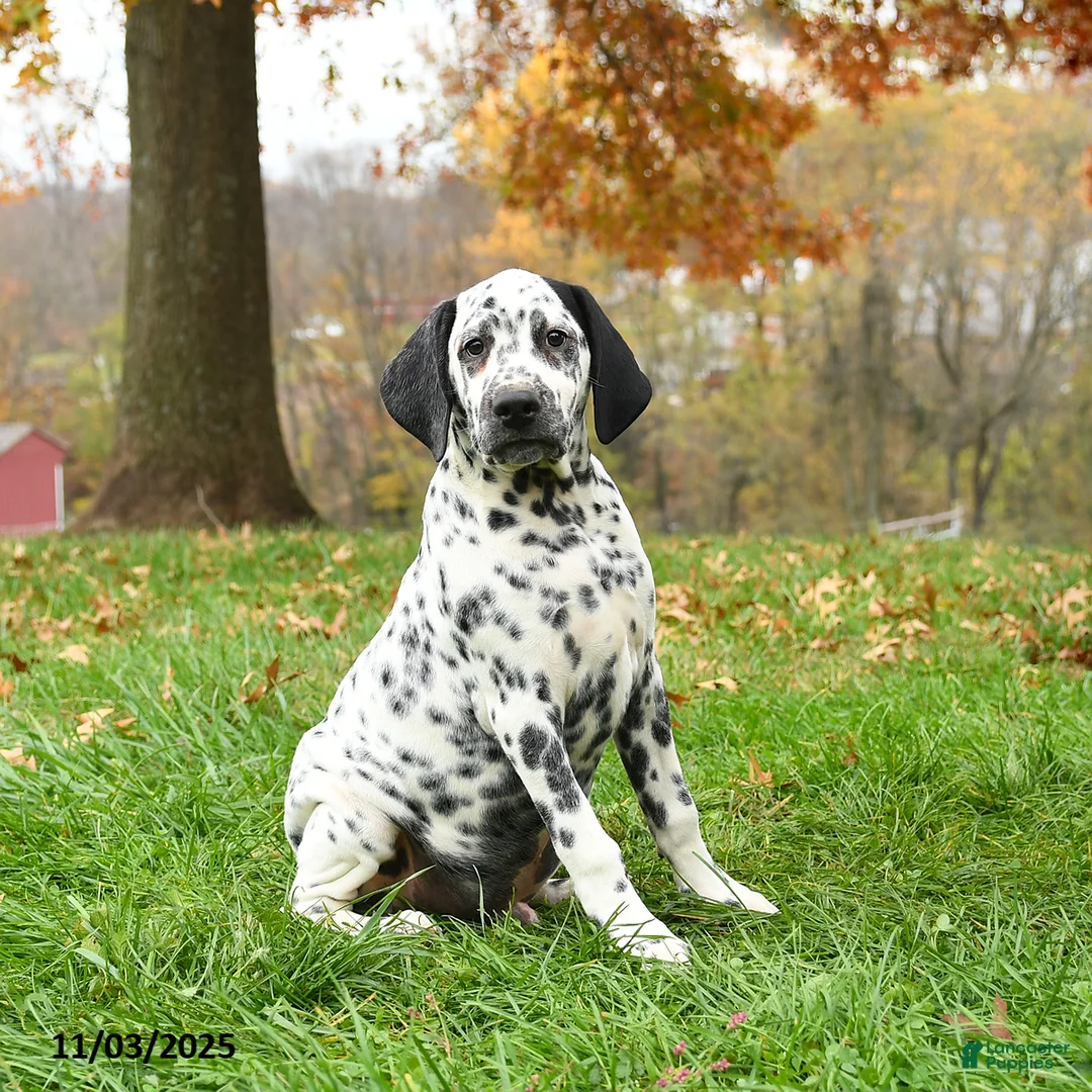 Dalmatian dogs for sale: Colt - Ad 3