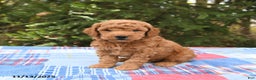 Mini Goldendoodle dogs for sale: Jersey - Ad 1