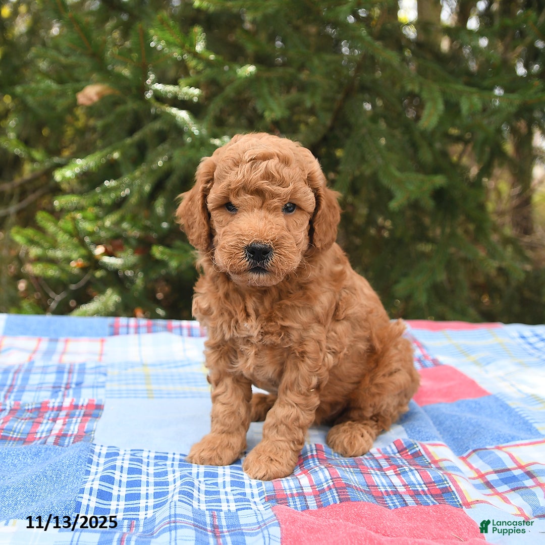 Mini Goldendoodle dogs for sale: Jersey - Ad 1
