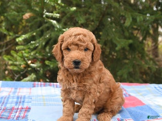 Mini Goldendoodle dogs Jersey - Ad 25
