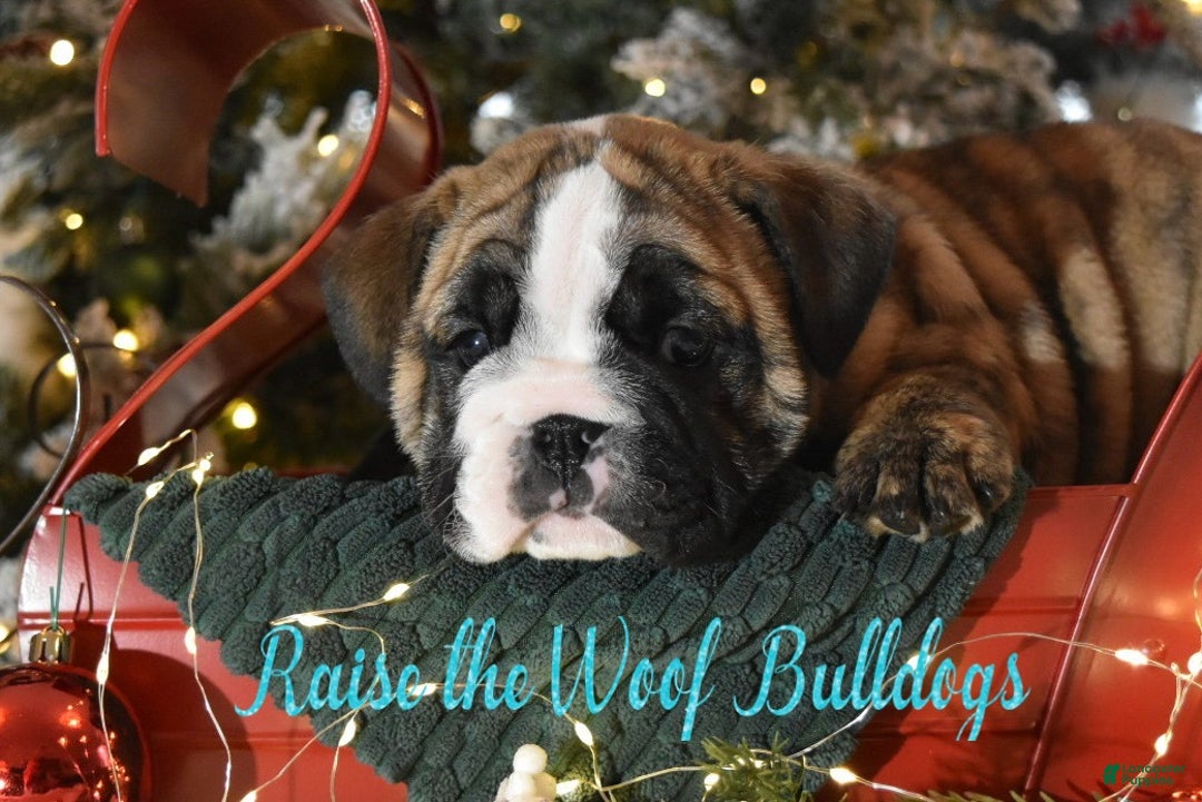 English Bulldog dogs for sale: Phyllis - Ad 1