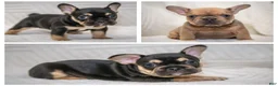 French Bulldog dogs for sale: Daisey - Ad 9