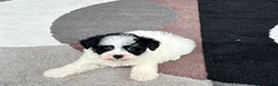 Havapoo dogs for sale: Havapoo boy 2 - Ad 7