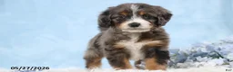 Mini Bernedoodle dogs for sale: Winston - Ad 3