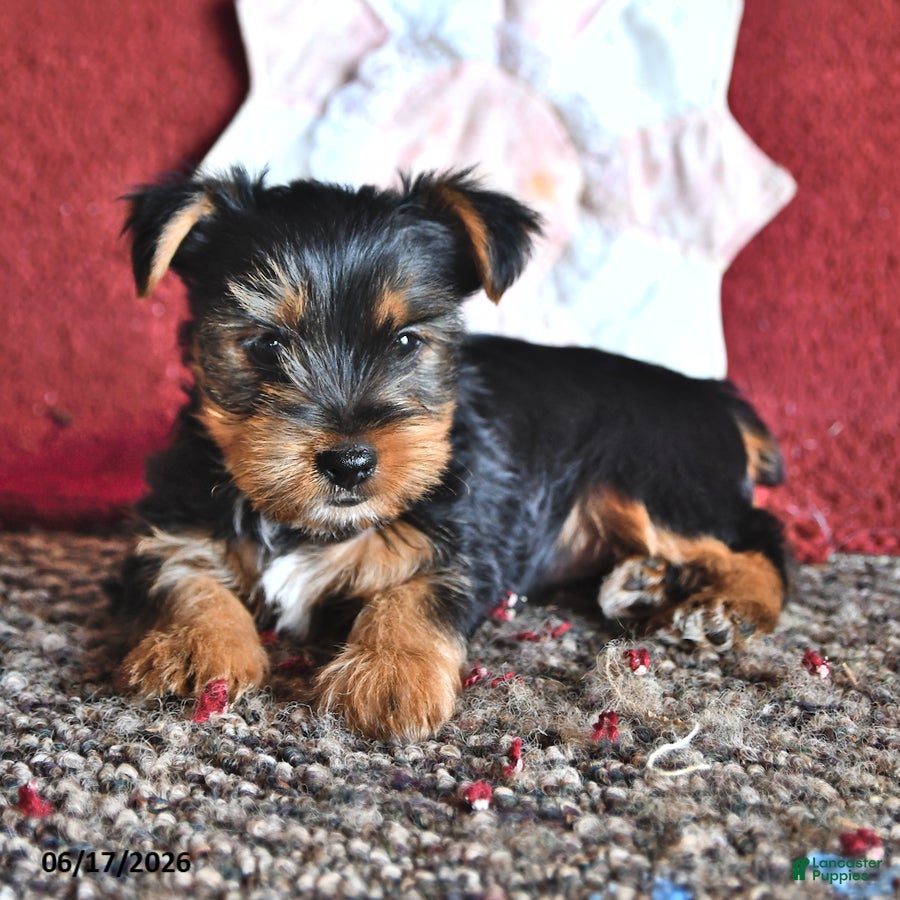 Yorkshire Terrier dogs for sale: Jack  - Ad 2