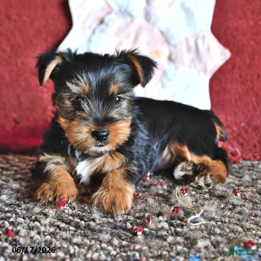 Yorkshire Terrier dogs for sale: Jack  - Ad 1