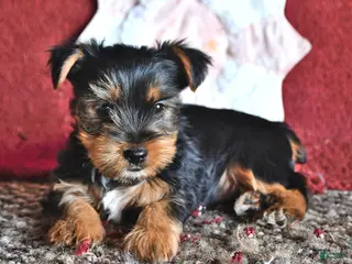 Yorkshire Terrier dogs for sale: Jack - Ad 2