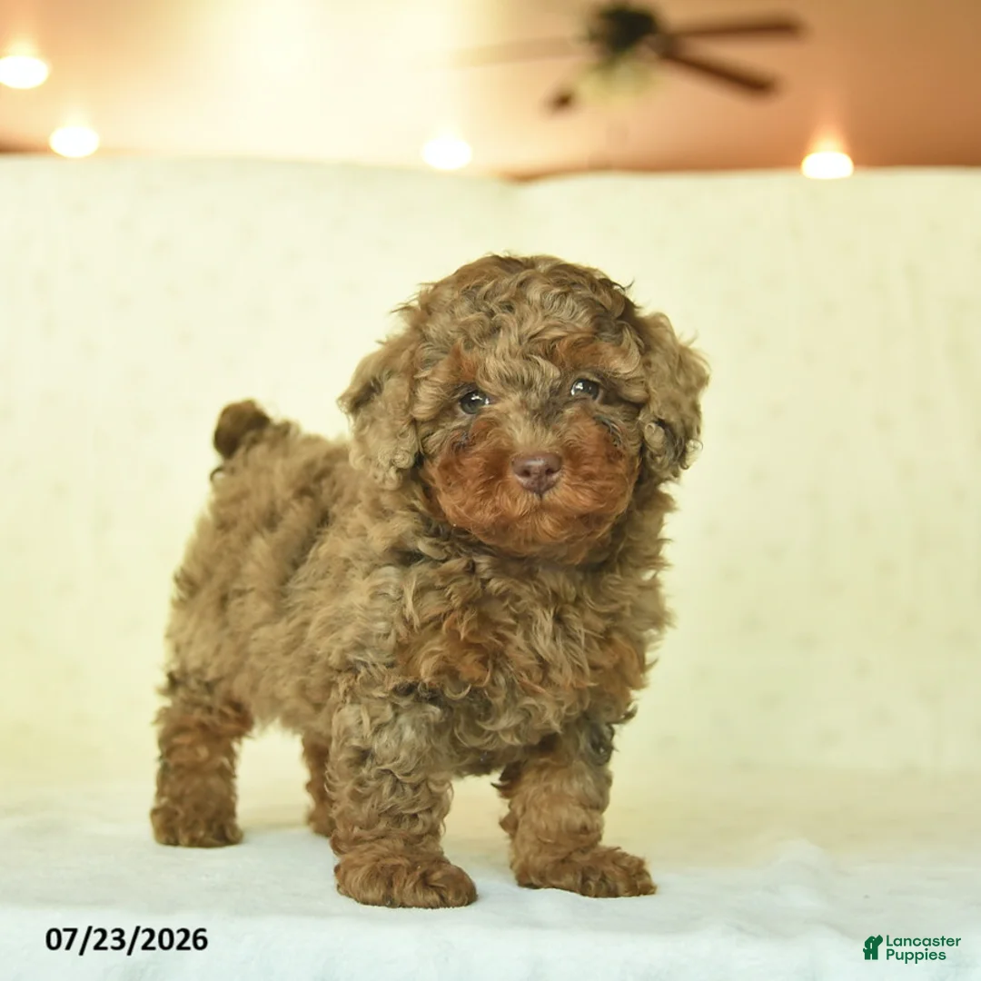 Miniature Poodle dogs for sale: Qevan  - Ad 1
