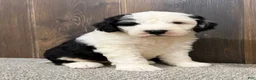 Sheepadoodle dogs for sale: Cassie - Ad 3