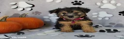 Yorkiepoo dogs for sale: Sierra - Ad 3