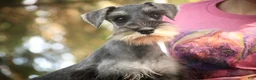 Miniature Schnauzer dogs for sale: Qeleigh Miniature Schnauzer  - Ad 5