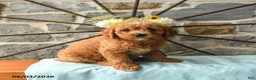 Mixed Breed dogs for sale: Link - Ad 4