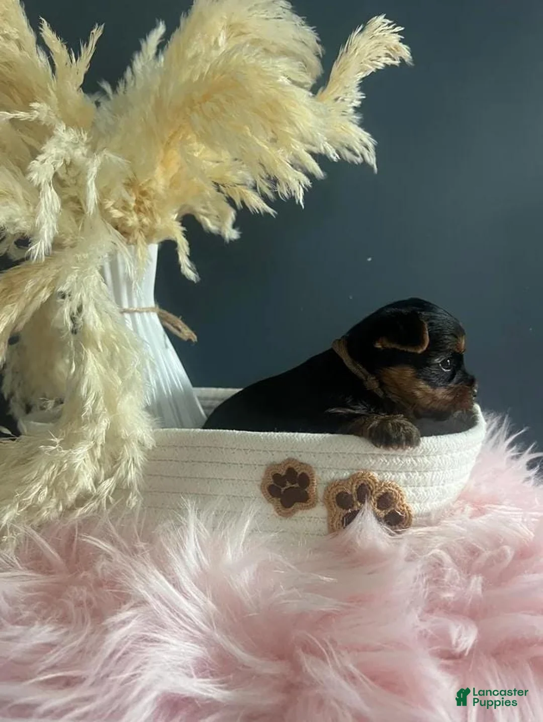 Yorkshire Terrier dogs for sale: Kevin - Ad 11