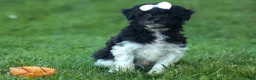 Havapoo dogs for sale: OWEN - Ad 8