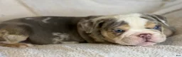 English Bulldog dogs for sale: Versace - Ad 84