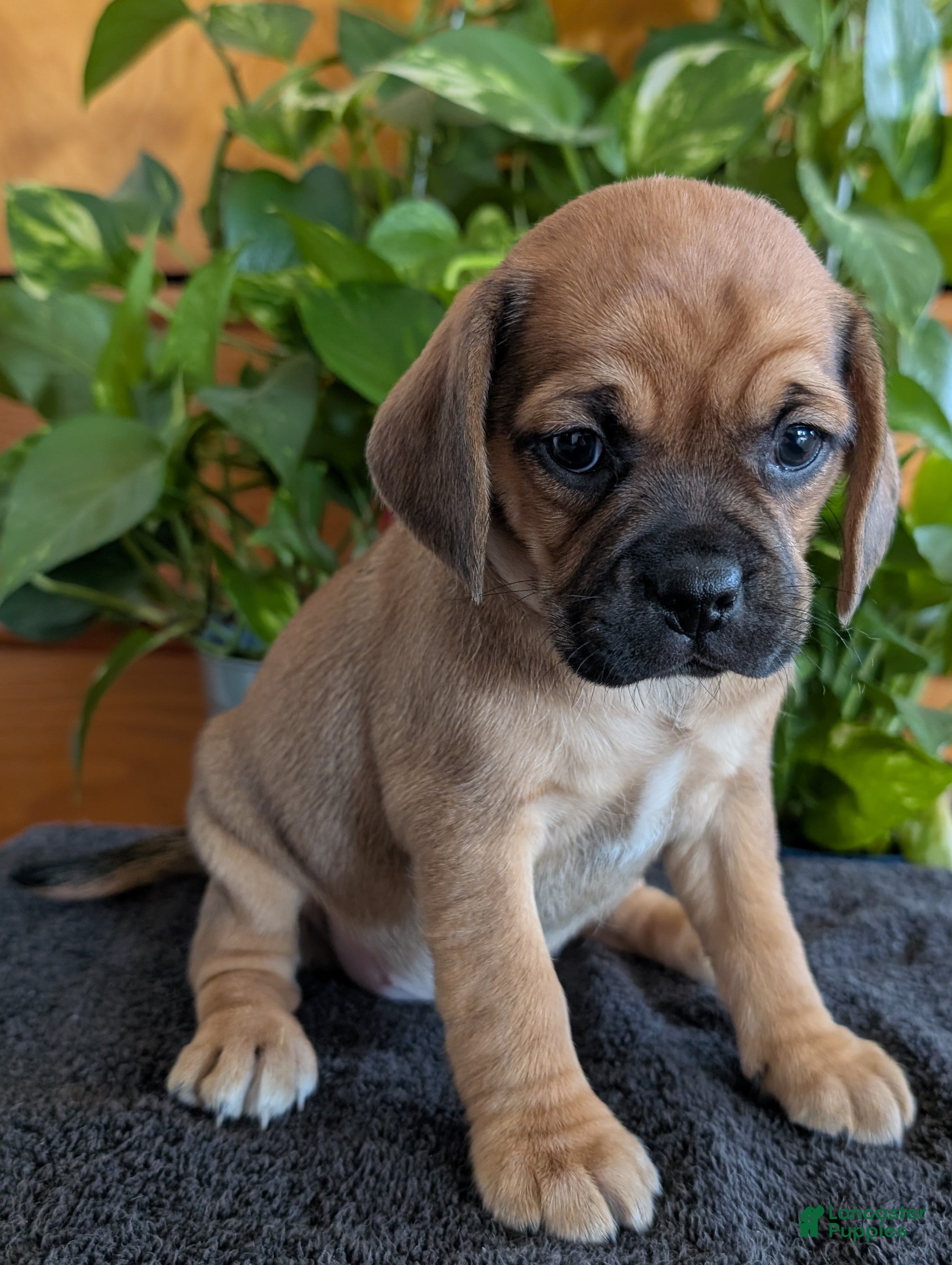 Puggle dogs Kenzie  - Ad 2