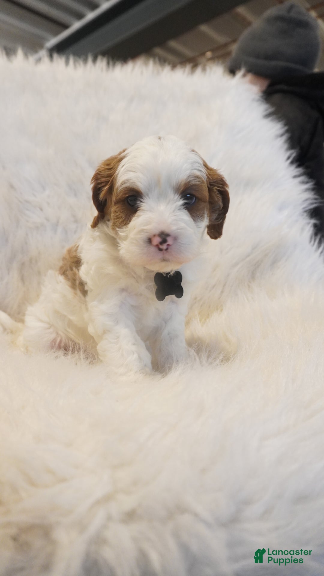 Cavapoo dogs for sale: Snowy  - Ad 7