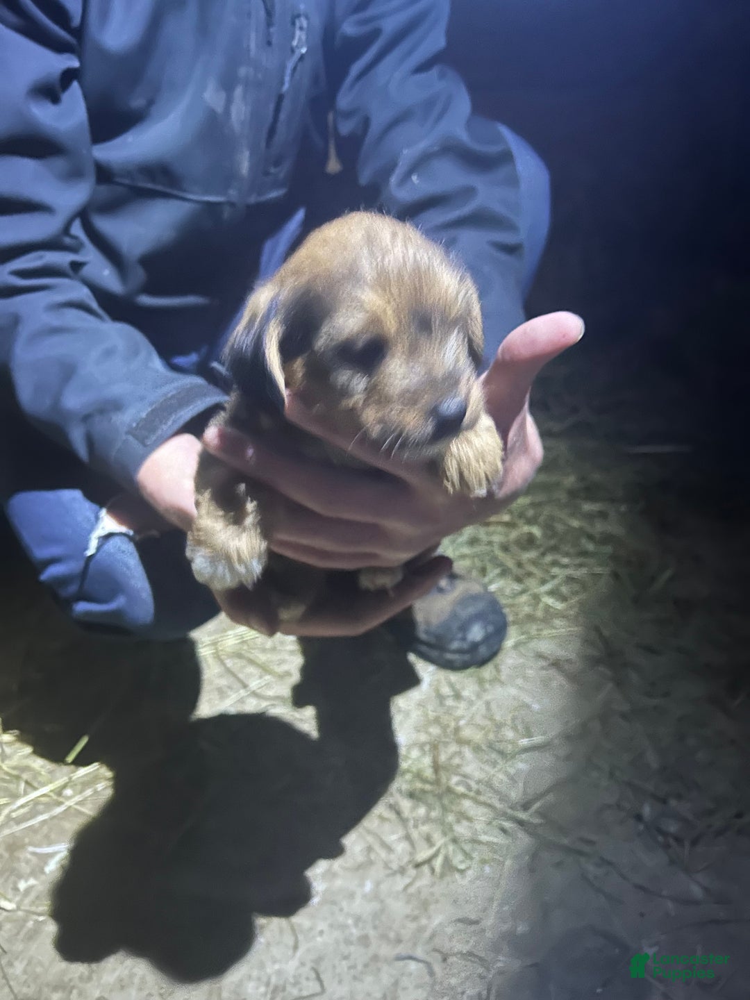Jackapoo dogs for sale: Jackapoo Puppy 2 - Ad 3