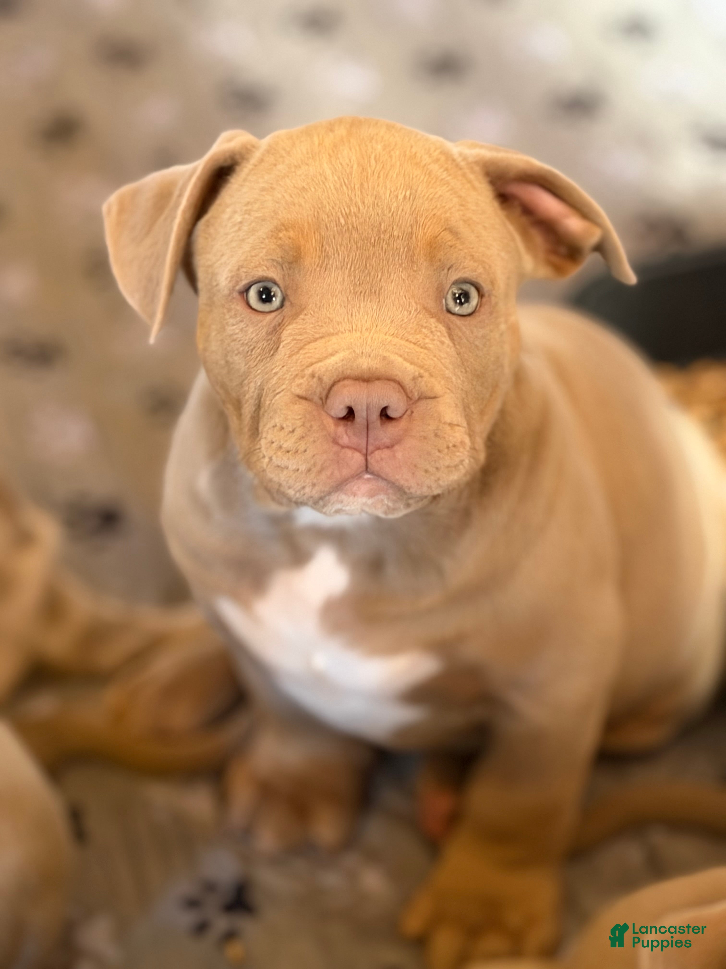 American Bully dogs Leo  - Ad 1