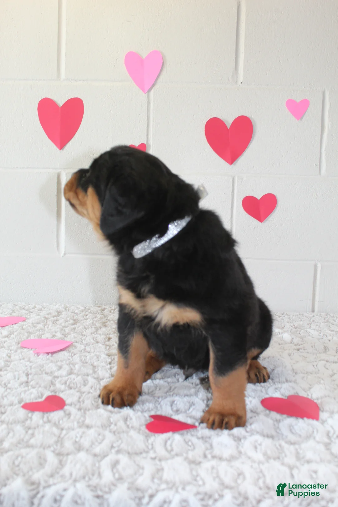 Rottweiler dogs for sale: Ted - Ad 7