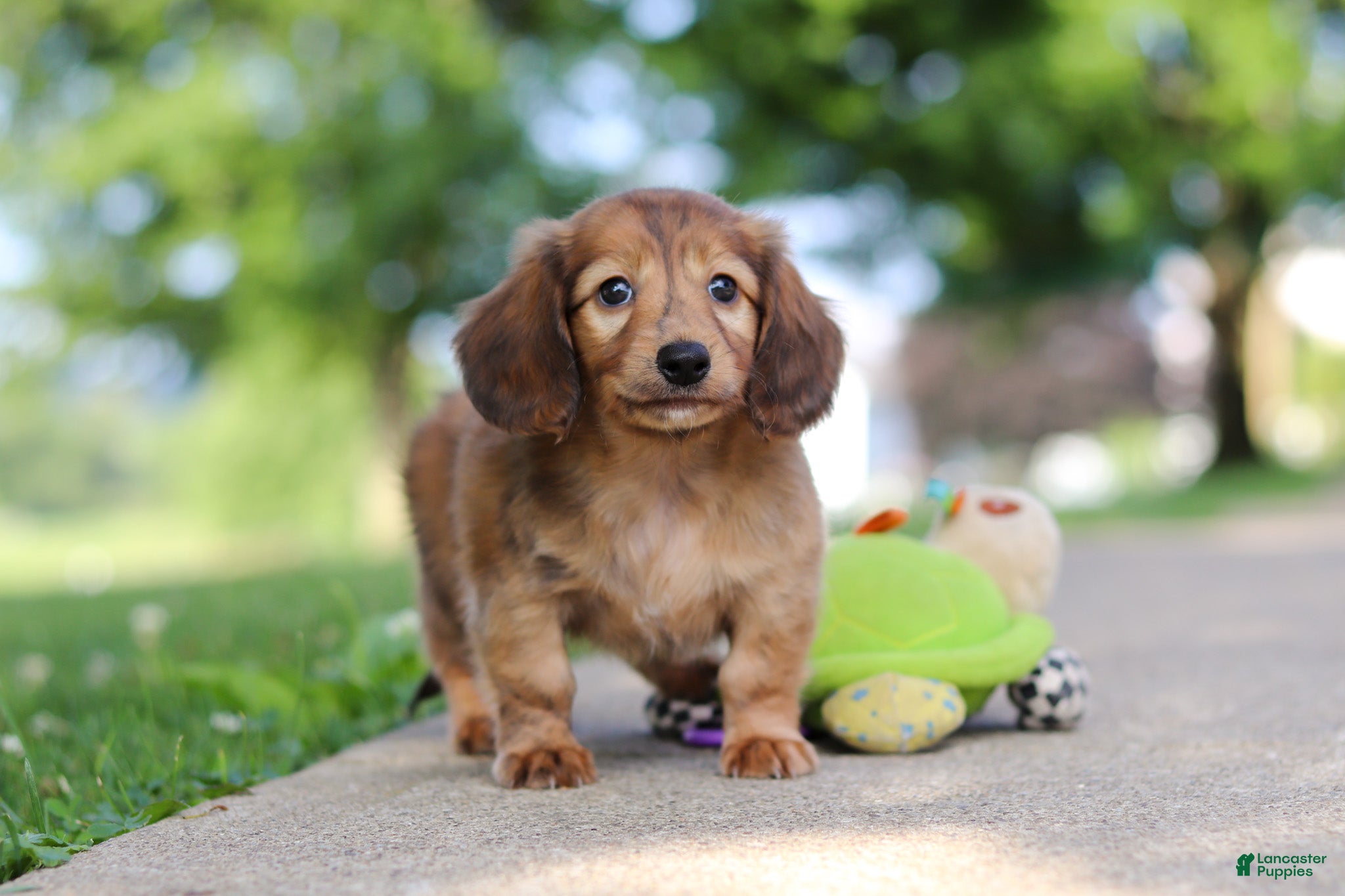 Miniature Dachshund dogs Pocahontas - Ad 1