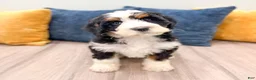 Mini Bernedoodle dogs for sale: Jasmine - Ad 1