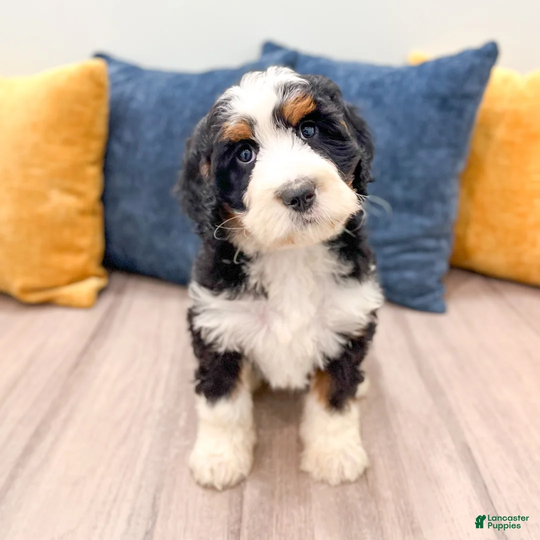 Mini Bernedoodle dogs for sale: Jasmine - Ad 1