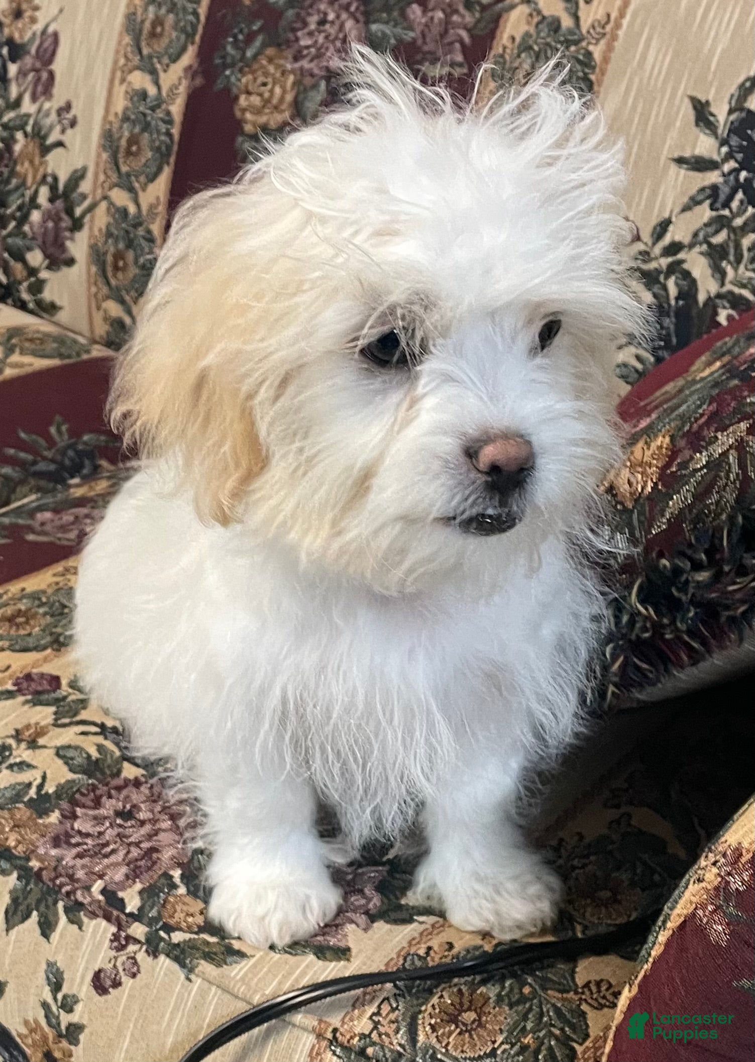 Shih Tzu dogs Erwin - Ad 7