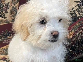 Shih Tzu dogs Erwin - Ad 7