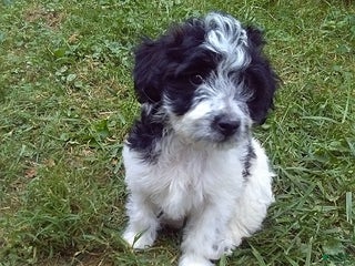 Jackapoo dogs - Ad 6