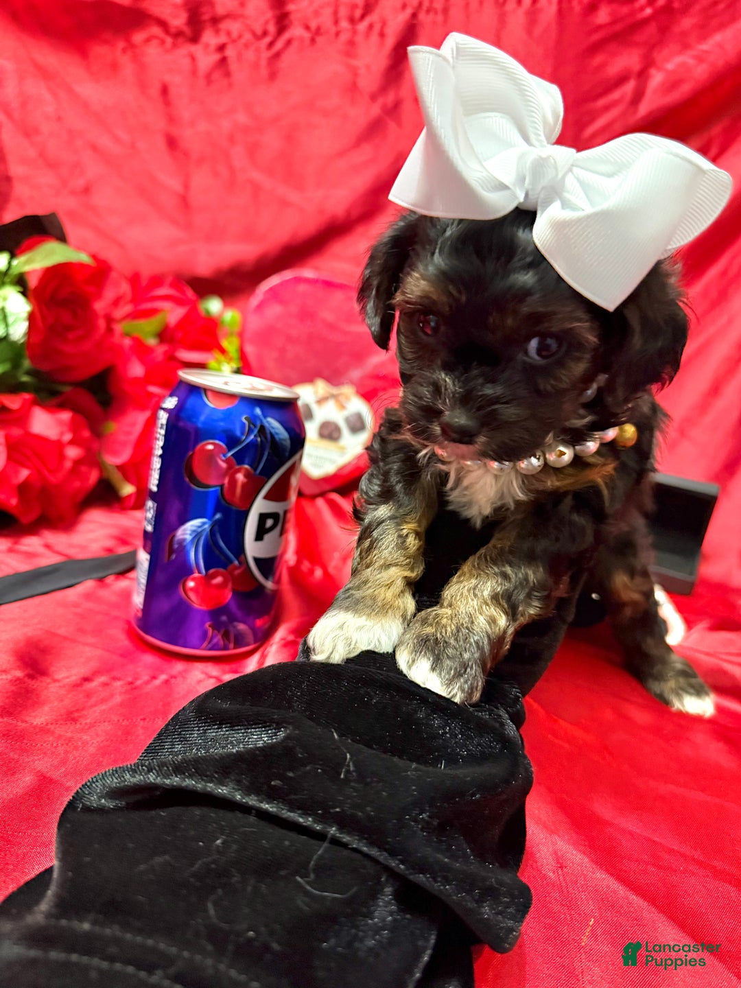 Yorkiepoo dogs for sale: York - Ad 7