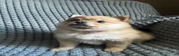 Pomeranian dogs for sale: Violet  - Ad 6