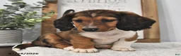 Miniature Dachshund dogs for sale: Jodie - Ad 3