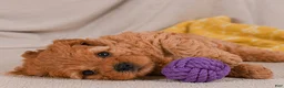 Cavapoo dogs for sale: Mila - Ad 4