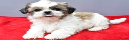Shih Tzu dogs for sale: Susie - Ad 7