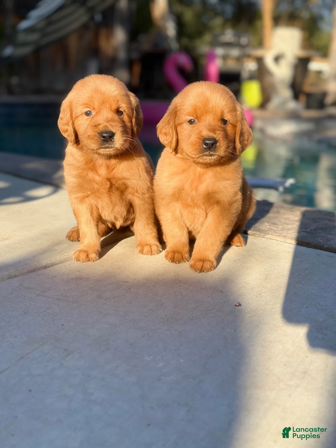 Golden Retriever dogs for sale: Golden Retriever 2 - Ad 5