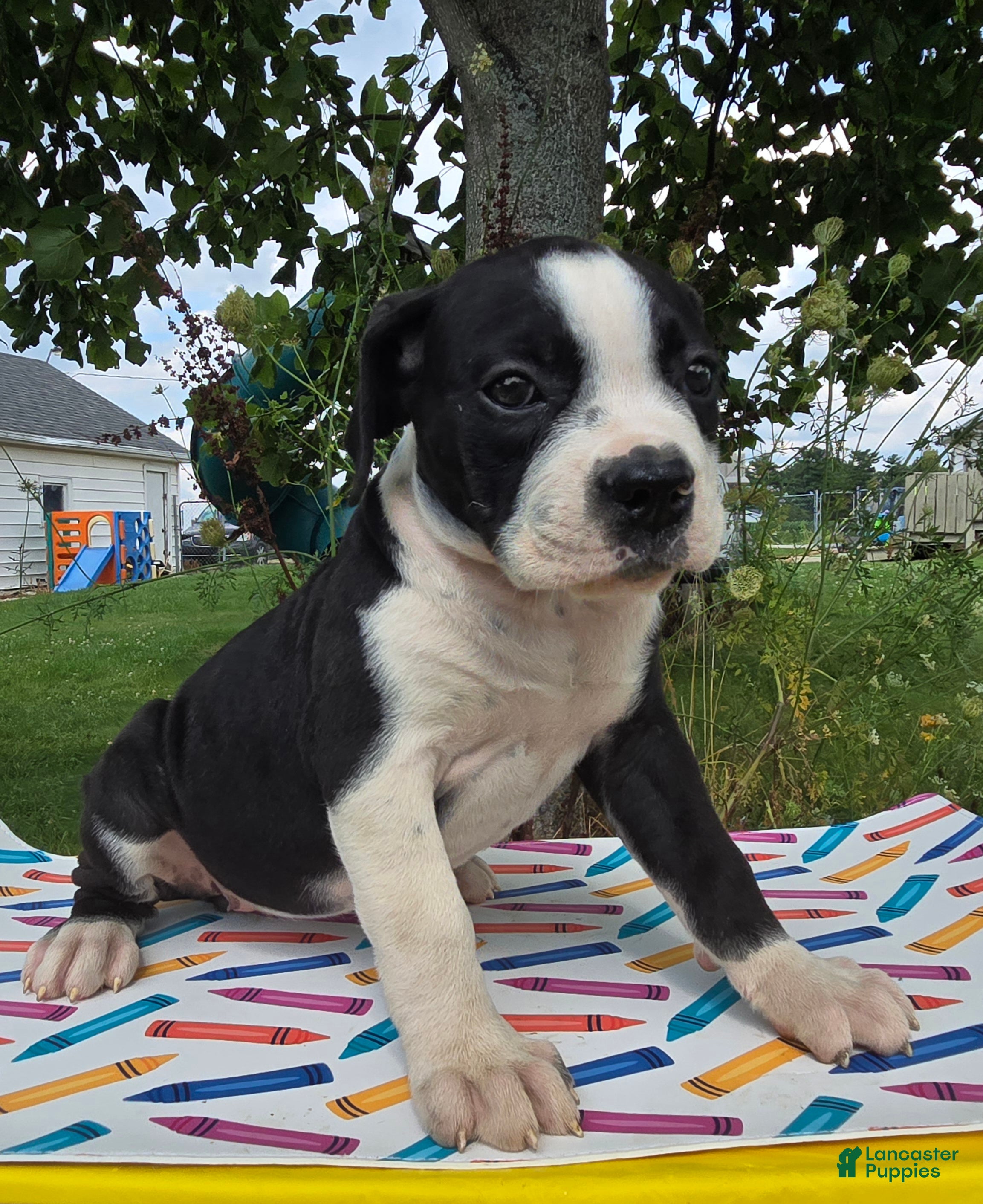 Olde English Bulldogge dogs Margaret - Ad 2