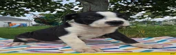 Olde English Bulldogge dogs for sale: Margaret - Ad 3