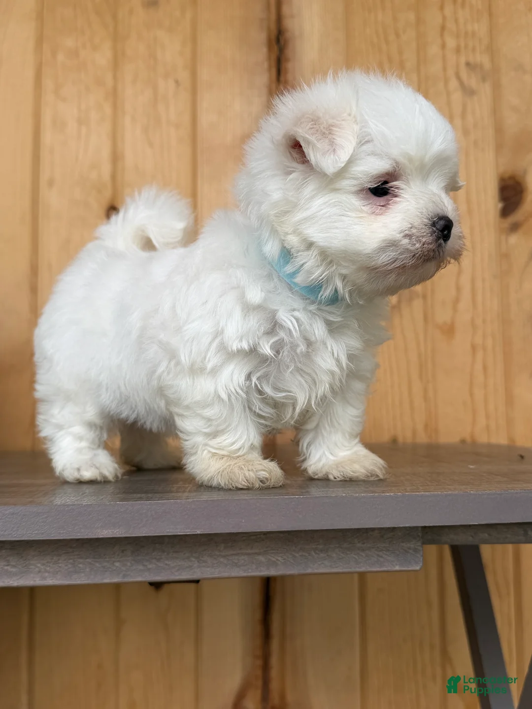 Maltese dogs for sale: Twix - Ad 1