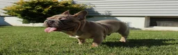 French Bulldog dogs for sale: French Bulldog Puppy 2 - Ad 3