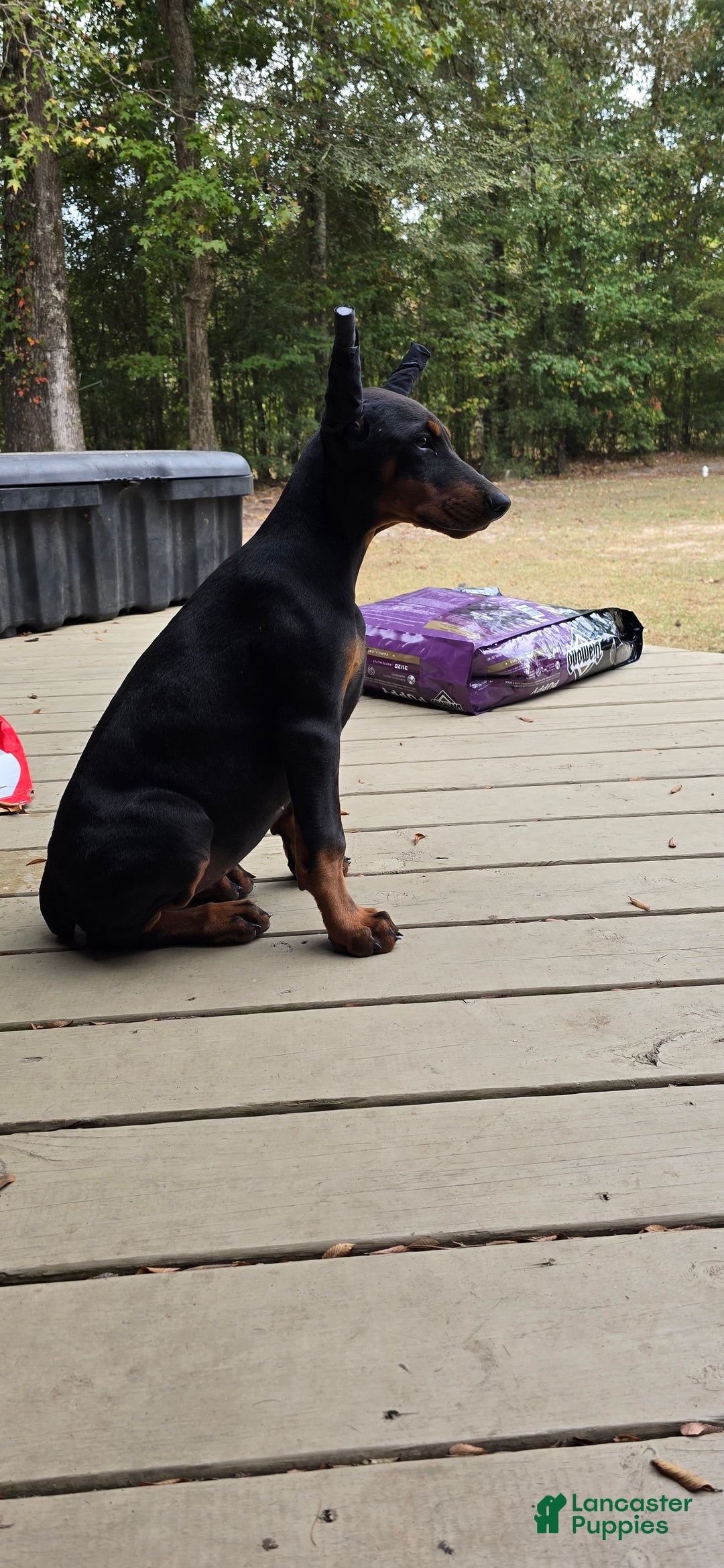 Doberman Pinscher dogs for sale: Athena - Ad 3