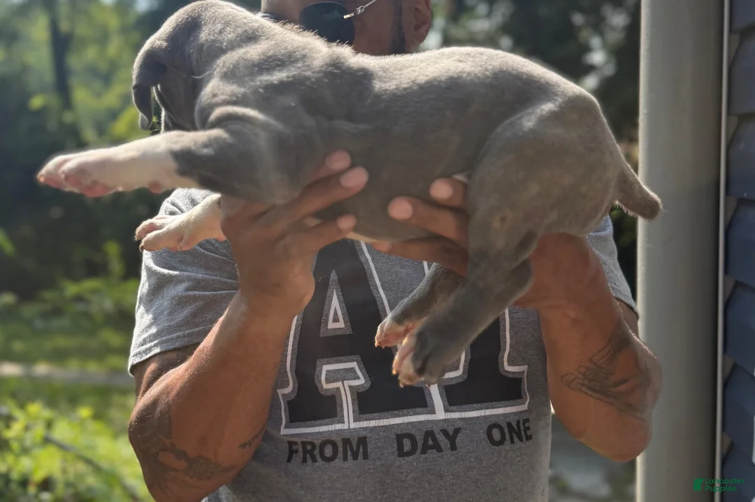 Cane Corso dogs for sale: Cane Corso 3 - Ad 2