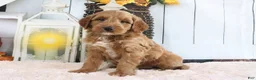 Mini Goldendoodle dogs for sale: Butler - Ad 3