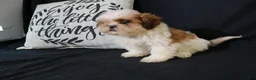 Shih Tzu dogs for sale: Buddy - Ad 17