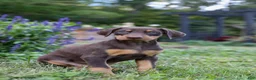 Doberman Pinscher dogs for sale: FLORENCE - Ad 8