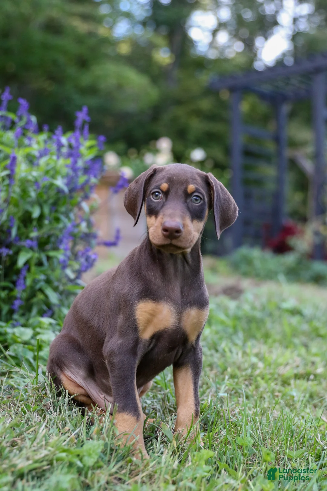 Doberman Pinscher dogs for sale: FLORENCE - Ad 8