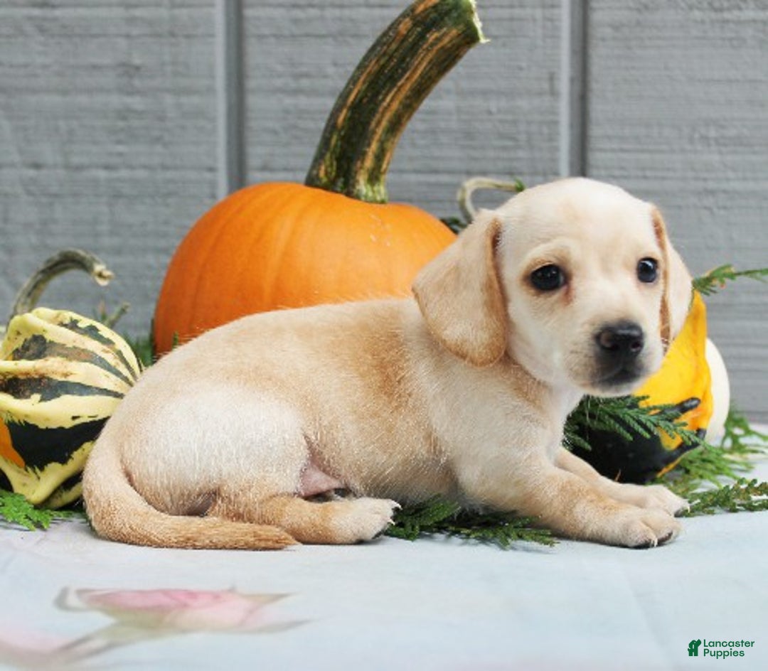 Miniature Dachshund dogs for sale: Aspen - Ad 1