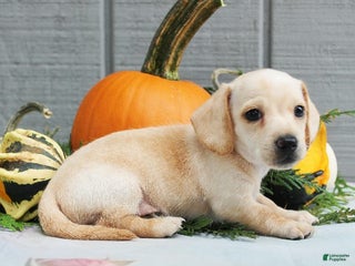 Miniature Dachshund dogs Aspen - Ad 11