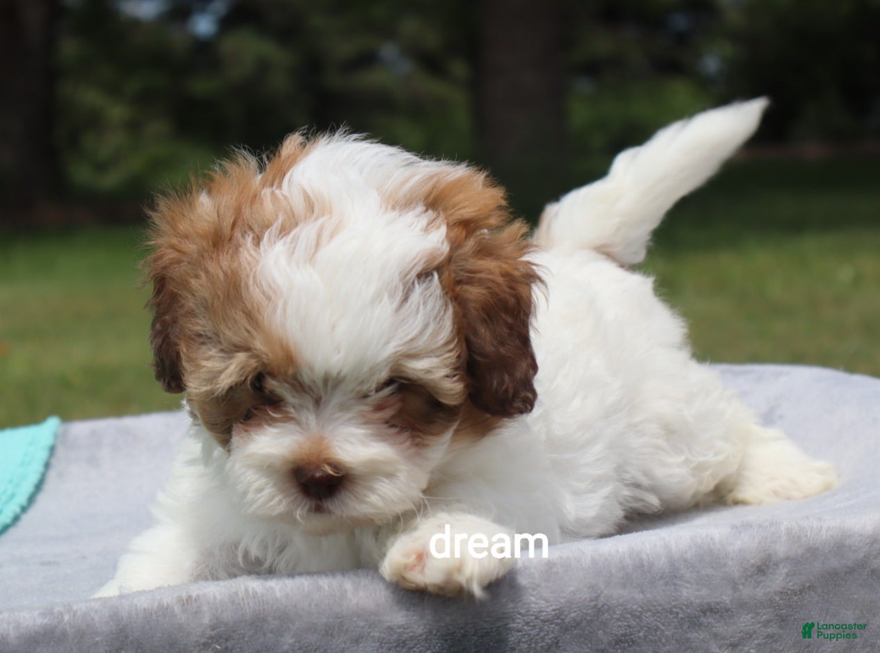Shihpoo dogs Clay - Ad 2