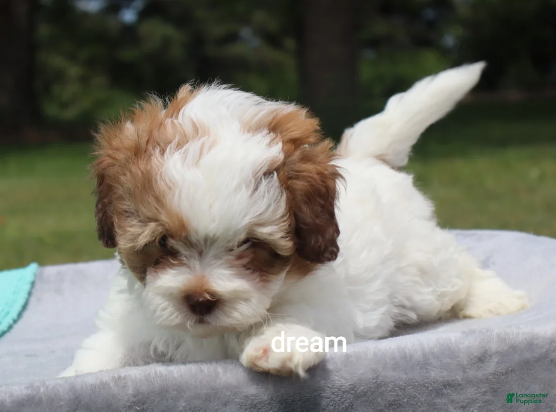 Shihpoo dogs for sale: Clay - Ad 2